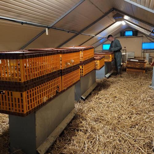 Les volailles arrivent en tant que poussins dans les poussinières