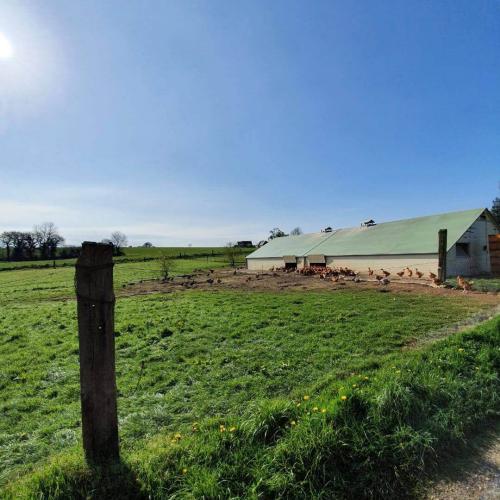 Les volailles sont élevées dans des grands espaces clos en herbe