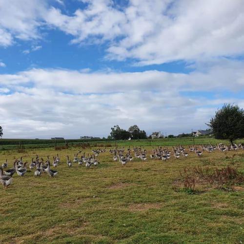 Les volailles grandissent toute leur vie en plein-air