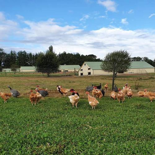 Les volailles grandissent toute leur vie en plein-air