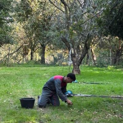 Ramassage des pommes à cidre