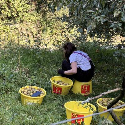 Ramassage des pommes à cidre