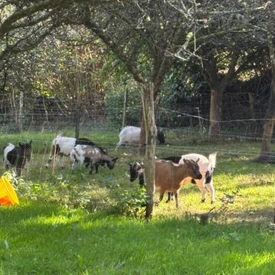 Ramassage des pommes à cidre
