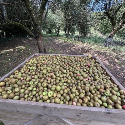 Ramassage des pommes à cidre